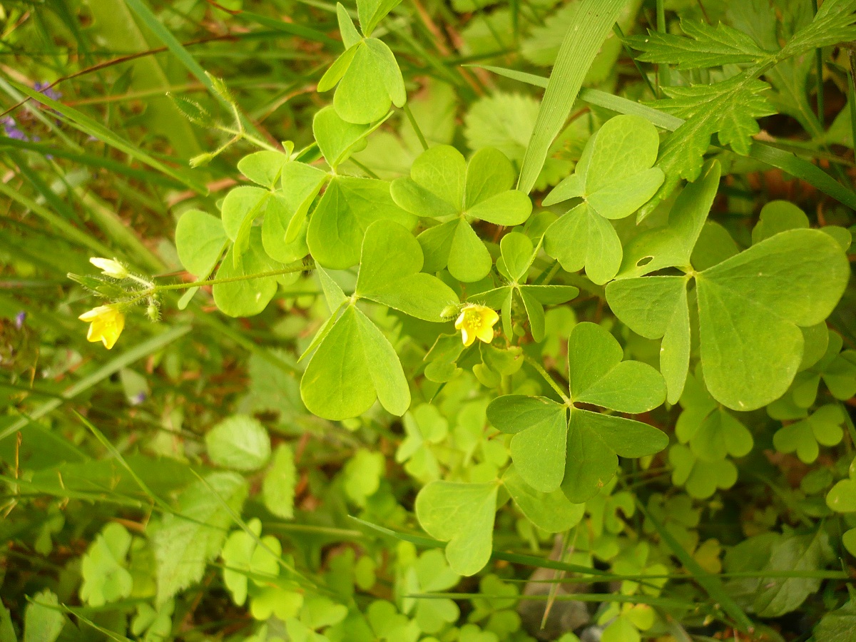 Oxalis fontana (Oxalidaceae)
